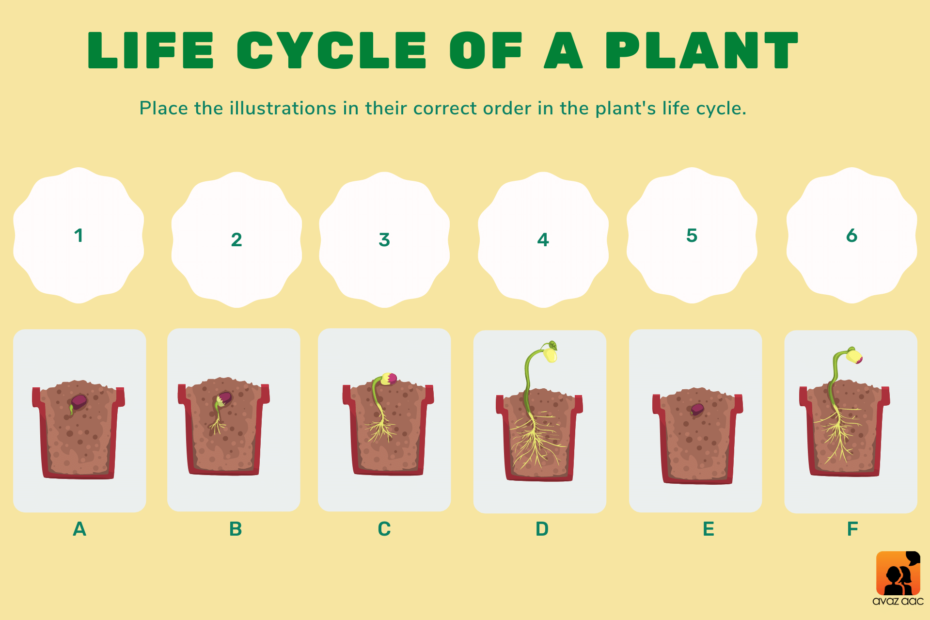 Sequencing activities to explain life cycle